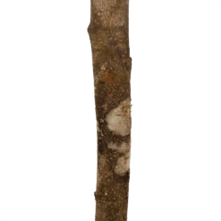 Ficus Binnendijkii Amstel King Op Stam - Treurvijg - P31 H140 - Kamerplant -Groeniva Verkoopwinkel ficus binnendijkii amstel king op stam treurvijg p31 h140 6