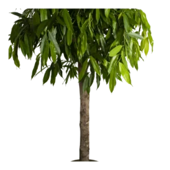 Ficus Binnendijkii Amstel King Op Stam - Treurvijg - P40 H170 - Kamerplant -Groeniva Verkoopwinkel ficus binnendijkii amstel king op stam treurvijg p40 h170 4