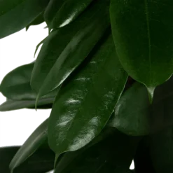 Ficus Cyathistipula - Groene Vijg - Op Zuil - P29 H150 - Kamerplant -Groeniva Verkoopwinkel ficus cyathistipula groene vijg op zuil p29 h150 5
