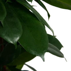 Ficus Cyathistipula - Groene Vijg - Op Zuil - P29 H150 - Kamerplant -Groeniva Verkoopwinkel ficus cyathistipula groene vijg op zuil p29 h150 6