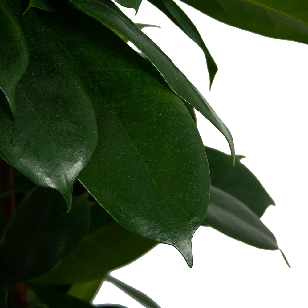 Ficus Cyathistipula - Groene Vijg - Op Zuil - P29 H150 - Kamerplant - Afbeelding 4