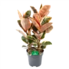 Ficus Elastica Belize - Rubberboom - P27 H100 - Kamerplant
