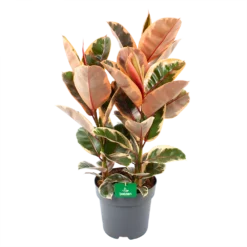 Ficus Elastica Belize - Rubberboom - P27 H100 - Kamerplant
