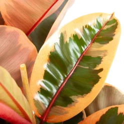 Ficus Elastica Belize - Rubberboom - P27 H100 - Kamerplant -Groeniva Verkoopwinkel ficus elastica belize rubberboom p27 h100 6