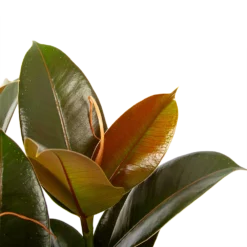 Ficus Elastica Melany - Rubberboom - P19 H55 - Kamerplant -Groeniva Verkoopwinkel ficus elastica melany rubberboom p19 h55 6