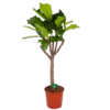 Ficus Lyrata Op Stam - Tabaksplant - P30 H150 - Kamerplant