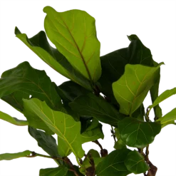 Ficus Lyrata Op Stam - Tabaksplant - P30 H150 - Kamerplant -Groeniva Verkoopwinkel ficus lyrata op stam tabaksplant p30 h150 kamerplant 4