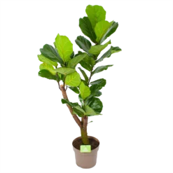 Ficus Lyrata Vertakt - Tabaksplant - P24 H130 - Kamerplant