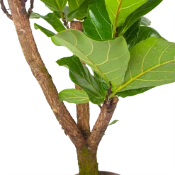 Ficus Lyrata Vertakt - Tabaksplant - P24 H130 - Kamerplant -Groeniva Verkoopwinkel ficus lyrata tabaksplant p24 h130 6 3