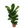 Ficus Lyrata - Tabaksplant - Toef - P17 H90 - Kamerplant