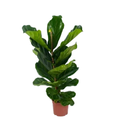Ficus Lyrata - Tabaksplant - Toef - P17 H90 - Kamerplant