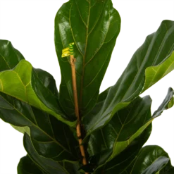 Ficus Lyrata - Tabaksplant - Toef - P17 H90 - Kamerplant -Groeniva Verkoopwinkel ficus lyrata tabaksplant toef p17 h90 5