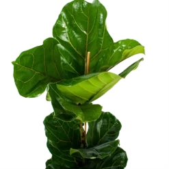 Ficus Lyrata - Tabaksplant - Toef - P21 H90 - Kamerplant -Groeniva Verkoopwinkel ficus lyrata tabaksplant toef p21 h90 6 1