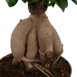 Ficus Microcarpa Ginseng - Bonsai - P20 H45 - Kamerplant -Groeniva Verkoopwinkel ficus microcarpa ginseng bonsai p20 h45 6
