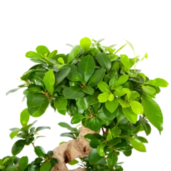 Ficus Microcarpa Ginseng - Bonsai - P21 H65 - Kamerplant -Groeniva Verkoopwinkel ficus microcarpa ginseng bonsai p21 h65 6