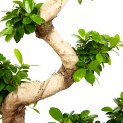 Ficus Microcarpa Ginseng - Bonsai - P29 H90 - Kamerplant -Groeniva Verkoopwinkel ficus microcarpa ginseng bonsai p29 h90 6