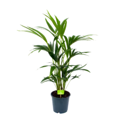 Kentiapalm - Howea Forsteriana - P19 H80 - Kamerplant