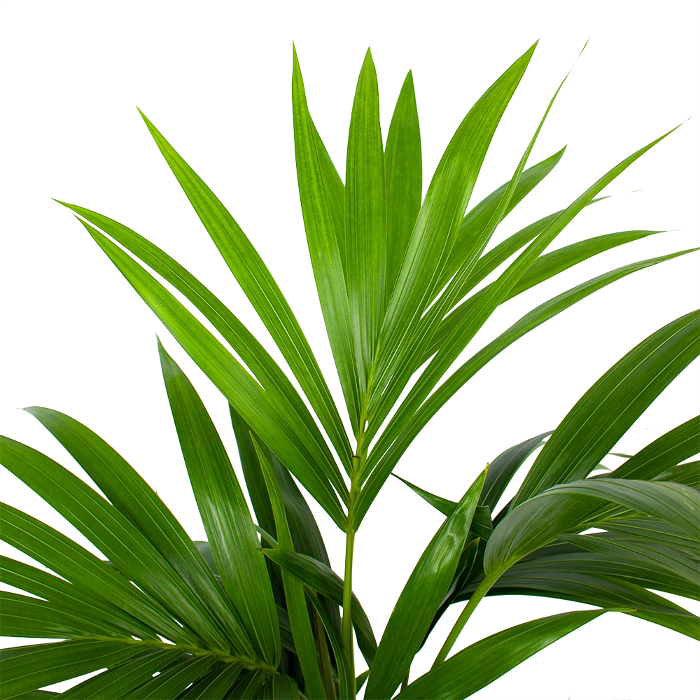 Kentiapalm - Howea Forsteriana - P19 H80 - Kamerplant 2 Kentiapalm - Howea Forsteriana - P19 H80 - Kamerplant - Afbeelding 2
