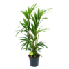 Kentiapalm - Howea Forsteriana - P19 H90 - Kamerplant