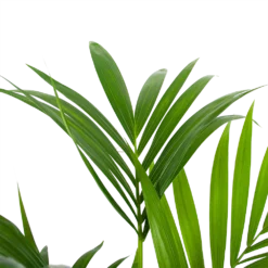 Kentiapalm - Howea Forsteriana - P24 H130 - Kamerplant -Groeniva Verkoopwinkel kentiapalm howea forsteriana p24 h130 6