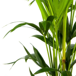 Kentiapalm - Howea Forsteriana - P24 H150 - Kamerplant -Groeniva Verkoopwinkel kentiapalm howea forsteriana p24 h150 3