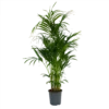 Kentiapalm - Howea Forsteriana - P27 H170 - Kamerplant