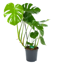 Monstera Deliciosa - Gatenplant - P24 H100 - Kamerplant