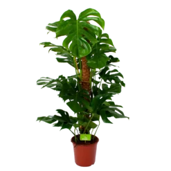 Monstera Deliciosa Op Mosstok - Gatenplant - P24 H120 - Kamerplant