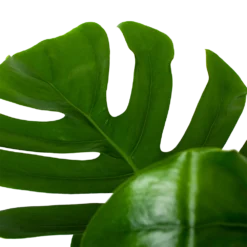 Monstera Deliciosa Op Mosstok - Gatenplant - P24 H120 - Kamerplant -Groeniva Verkoopwinkel monstera deliciosa op mosstok gatenplant p24 h120 6