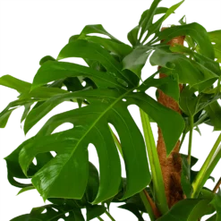 Monstera Deliciosa Op Mosstok - Gatenplant - P24 H150 - Kamerplant -Groeniva Verkoopwinkel monstera deliciosa op mosstok gatenplant p24 h150 5