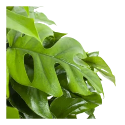 Monstera Minima - Gatenplant - In Hangpot - P27 H30 - Kamerplant -Groeniva Verkoopwinkel monstera minima gatenplant in hangpot p27 h30 6