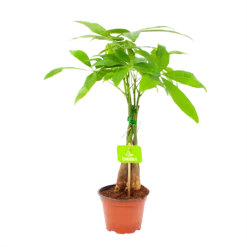 Pachira Aquatica - Geldboom - P12 H45 - Kamerplant