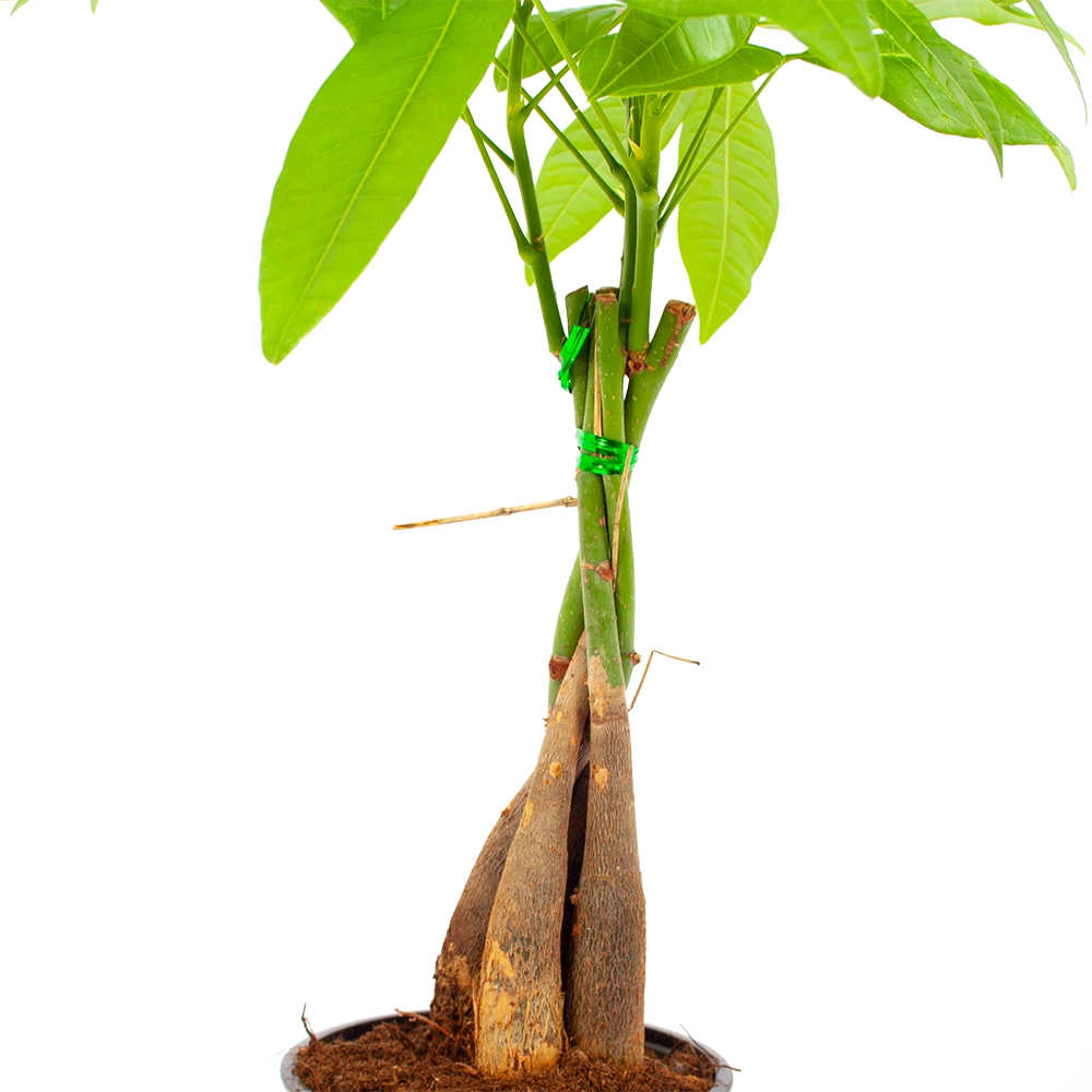 Pachira Aquatica - Geldboom - P12 H45 - Kamerplant 2 Pachira Aquatica - Geldboom - P12 H45 - Kamerplant - Afbeelding 2