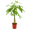 Pachira Aquatica - Geldboom - P19 H80 - Kamerplant