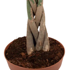 Pachira Aquatica - Geldboom - P30 H150 - Kamerplant 6 Pachira Aquatica - Geldboom - P30 H150 - Kamerplant -Groeniva Verkoopwinkel pachira aquatica geldboom p30 h150 6 1