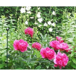 Groeniva Verkoopwinkel -Groeniva Verkoopwinkel peacock groeiraster rond d60 cm 2 2