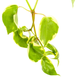 Peperomia Scandens Variegata - In Hangpot - P17 H30 - Kamerplant -Groeniva Verkoopwinkel peperomia scandens variegata in hangpot p17 h30 6