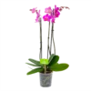 3 Taks Phalaenopsis Evolution - Vlinderorchidee - P12 H60 - Kamerplant