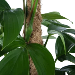 Philodendron Florida Beauty Op Mosstok - P24 H80 - Kamerplant -Groeniva Verkoopwinkel philodendron florida beauty op mosstok p24 h80 6 1