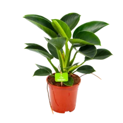 Philodendron Green Princess - P17 H50 - Kamerplant