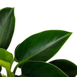 Philodendron Green Princess - P17 H50 - Kamerplant -Groeniva Verkoopwinkel philodendron green princess p17 h50 6 1