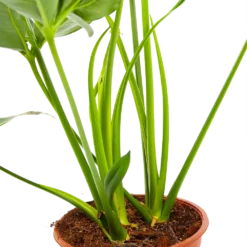 Philodendron Green Wonder - P19 H75 - Kamerplant -Groeniva Verkoopwinkel philodendron green wonder p19 h75 3 2
