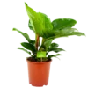 Philodendron Imperial Green - P19 H60 - Kamerplant