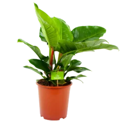 Philodendron Imperial Green - P19 H60 - Kamerplant