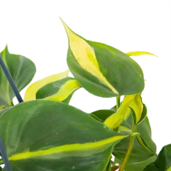 Philodendron Scandens Brasil - In Hangpot - P14 H35 - Kamerplant -Groeniva Verkoopwinkel philodendron scandens brasil in hangpot p14 h35 6 1