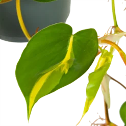 Philodendron Scandens Brasil - In Hangpot - P17 H35 - Kamerplant 6 Philodendron Scandens Brasil - In Hangpot - P17 H35 - Kamerplant -Groeniva Verkoopwinkel philodendron scandens brasil in hangpot p17 h35 6