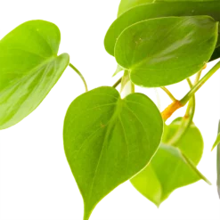 Philodendron Scandens - In Hangpot - P17 H35 - Kamerplant -Groeniva Verkoopwinkel philodendron scandens in hangpot p17 h35 6