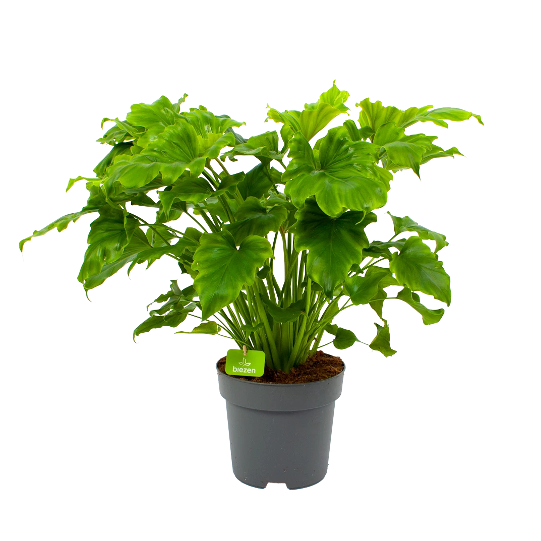 Philodendron Bipinnatifidum Little Hope - P21 H75 - Kamerplant 1 Philodendron Bipinnatifidum Little Hope - P21 H75 - Kamerplant