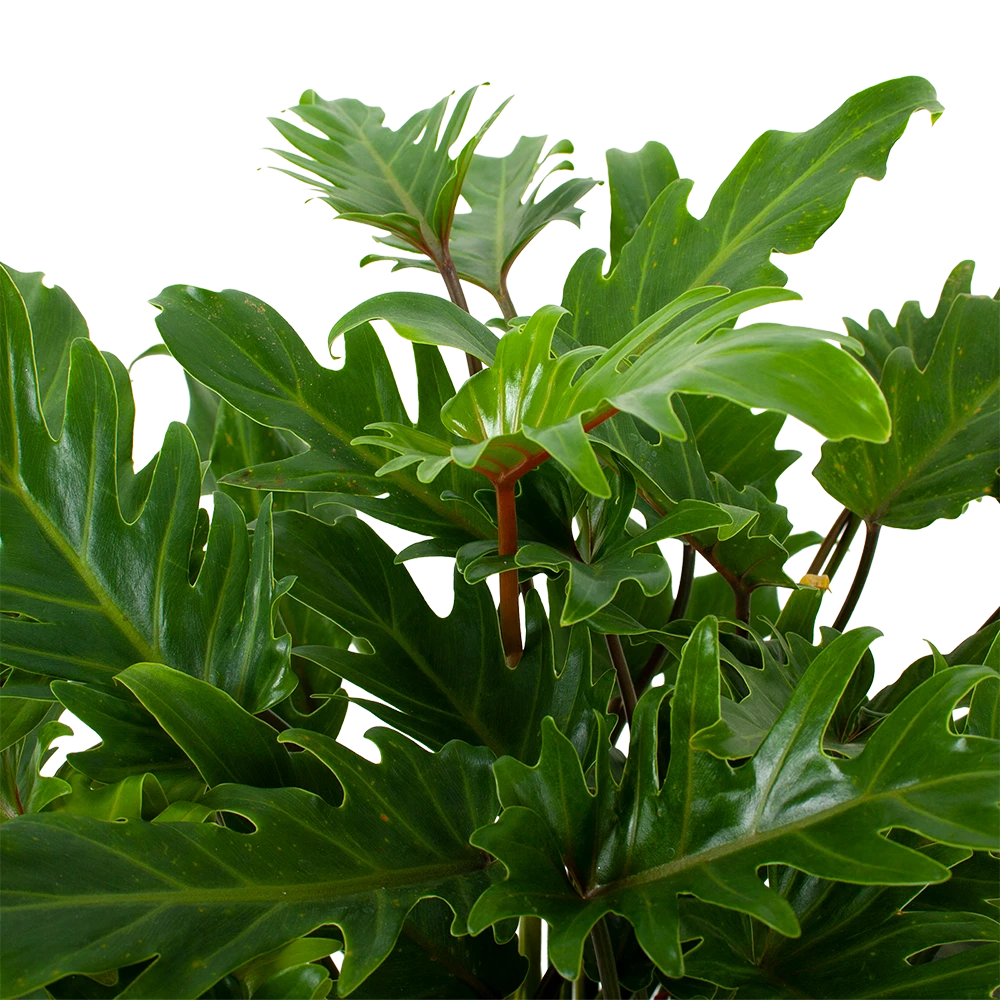 Philodendron Xanadu - P19 H50 - Kamerplant 2 Philodendron Xanadu - P19 H50 - Kamerplant - Afbeelding 2