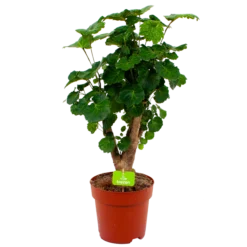 Polyscias Fabian - Aralia - P19 H65 - Kamerplant